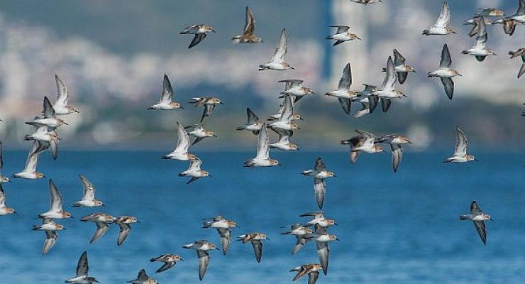 Gediz Deltası: Su kuşlarının vazgeçilmez göç durağı