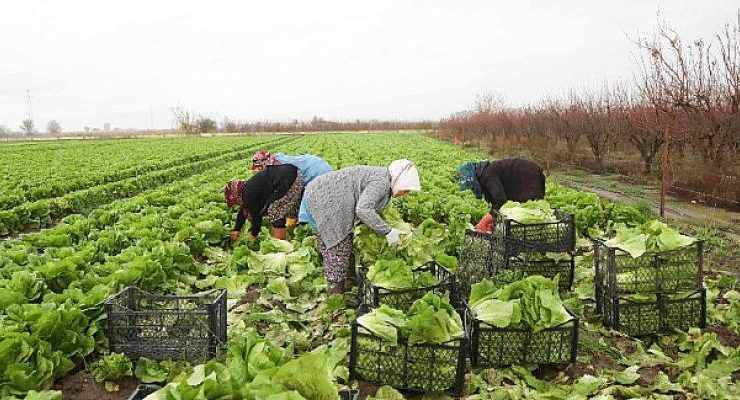 Aydın Büyükşehir Belediyesi Çiftçilere Alım Desteğini Sürüyor