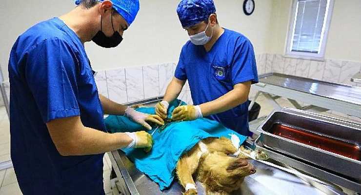 Büyükşehir Barınağında 26 Bin 529 Hayvan Tedavi Edildi