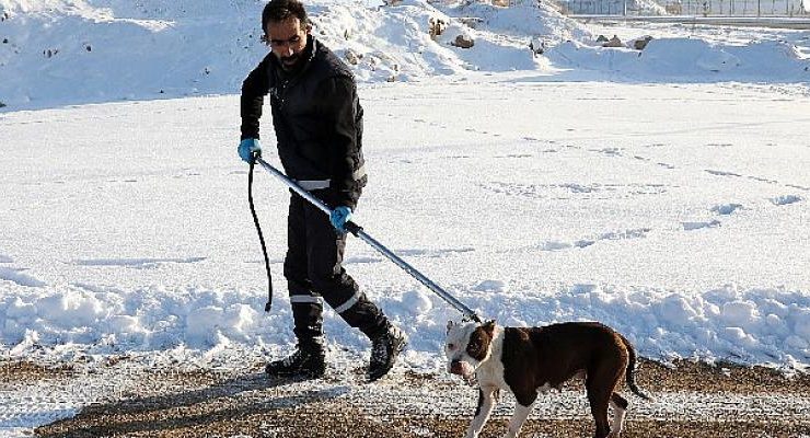 Büyükşehir sahipsiz Pitbull cinsi köpeği koruma altına aldı