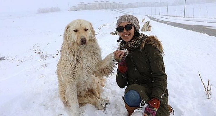 Büyükşehir Soğuk Kış Günlerinde Sokak Hayvanlarını Yalnız Bırakmıyor