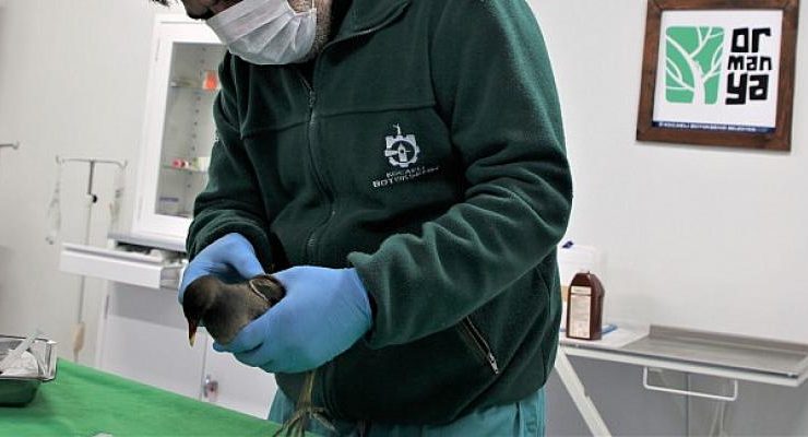 Yaralı su tavuğu Ormanya’da tedavi ediliyor
