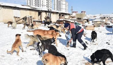 Ankara Büyükşehir Sokak Hayvanları İçin Mama Üretimine Başladı