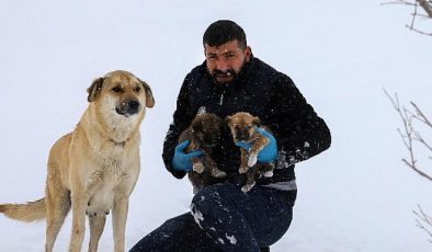 Van’da Kar Oyuğunda Yuvalanan Yavru Köpekler İçin Yeni Yuva