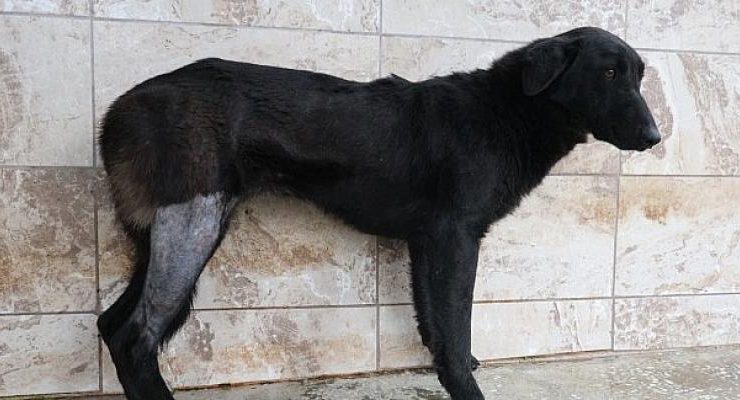 Yaralı köpek Patilik ile hayata bağlandı