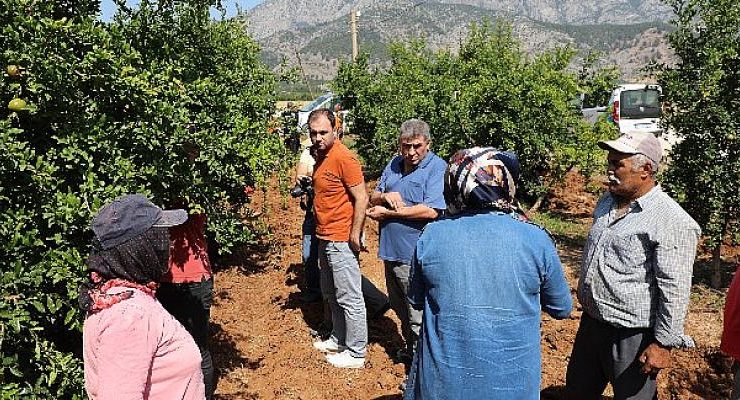 Antalya Büyükşehir’in üreticilere faydalı böcek desteği sürüyor