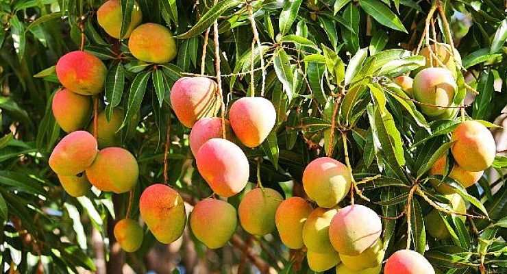 2022 yılının ilk yarısında tropikal meyve ihracatı 7 milyon dolara ulaştı
