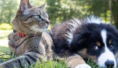 Kedi ve köpeklere kök hücre tedavisi