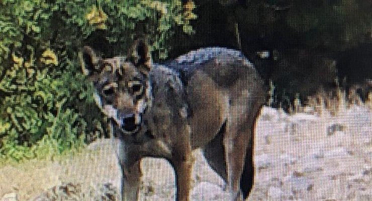 Egeli araştırmacıların fotokapanına Batı Anadolu’da nesli tükenmekte olan kurt yansıdı
