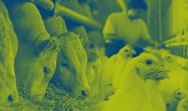 Hayvan Beslemenin Küresel Lideri Nutreco, 2022 Sürdürülebilirlik Raporu'nu Yayınladı